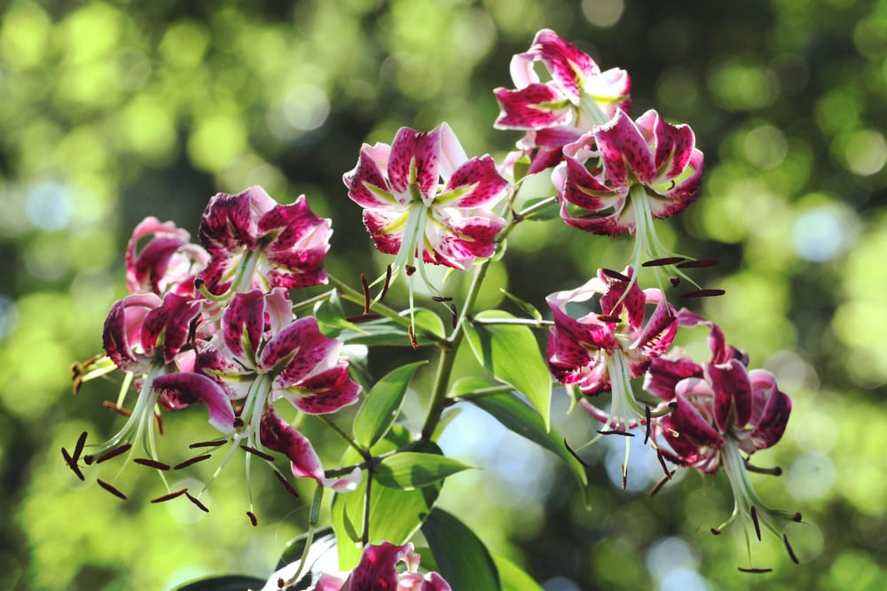 purple martagon lilies in summer sunshine