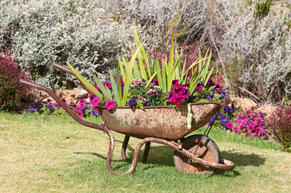 an old rusted wheelbarrow with stunning colourful plants growing from the top