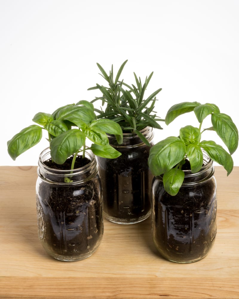 three herb plants in mason jars sat on a wooden table