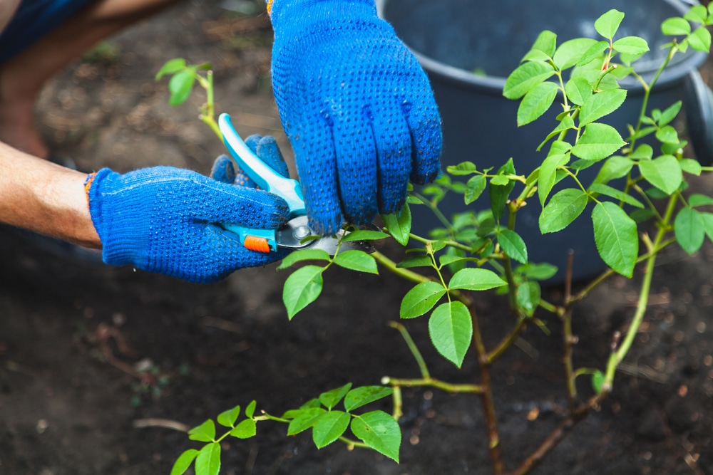 how-to-take-rose-cuttings-simple-easy-upgardener