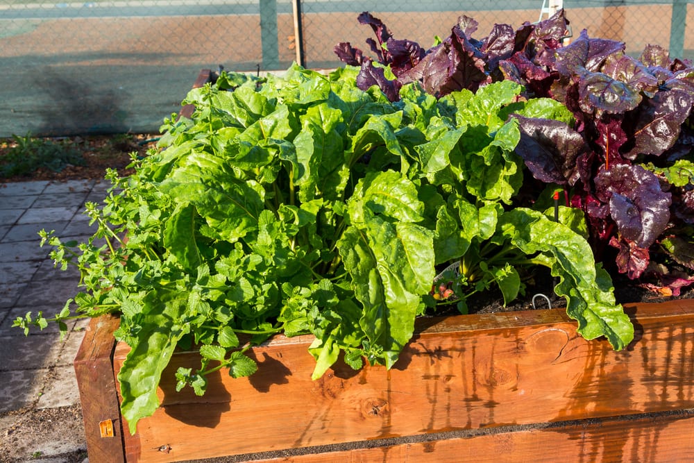 UK's 7 Best Large Outdoor Planters (Nov 2020) UpGardener™