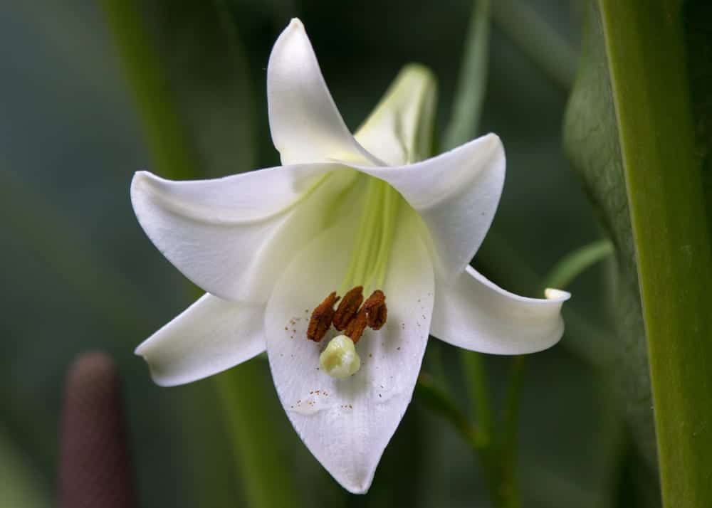 8 Types Of Lilies For Beautiful British Gardens UpGardener™