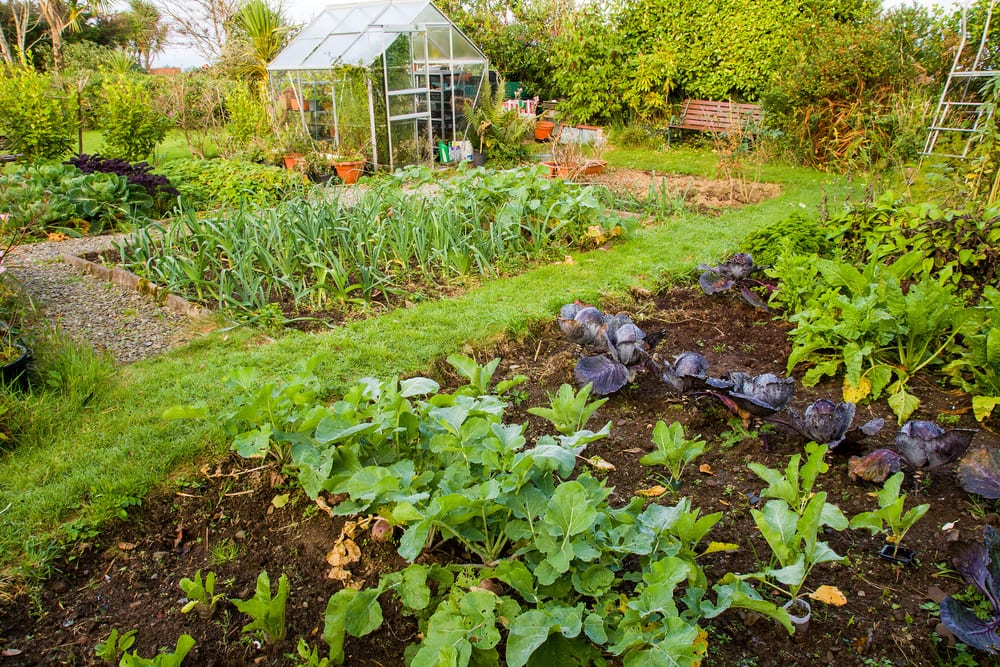 How To Start A Vegetable Patch In Your Garden | UpGardener™