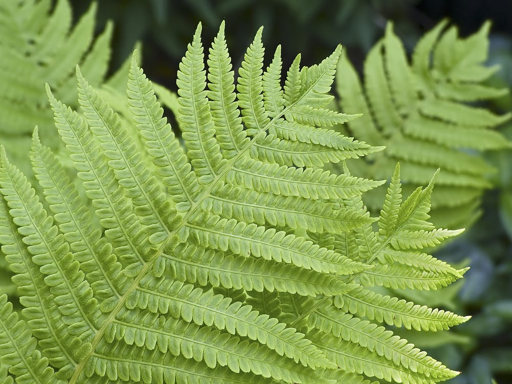 Close up of lady fern fronds