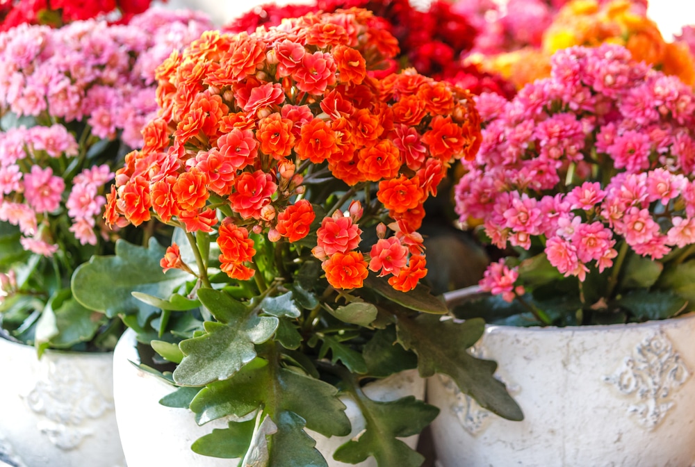Potted decorative Kalanchoe blossfeldiana in red, pink and orange