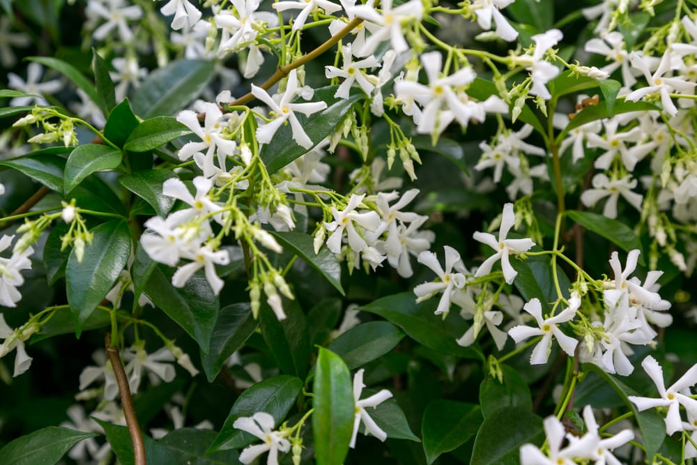 Jasmine vine in bloom with white flowers and green background foliage