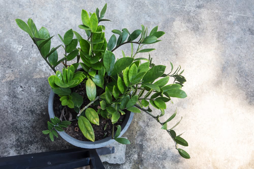 top view of a Zamioculcas plant in a pot on grey surface