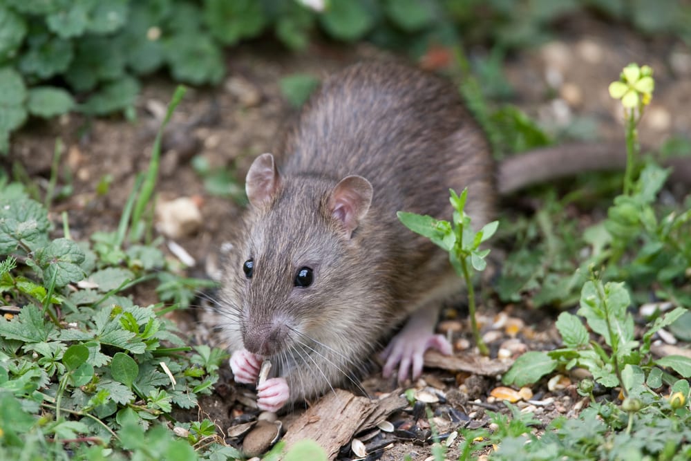 Do Rats Eat Your Plants at Darryl Jackson blog