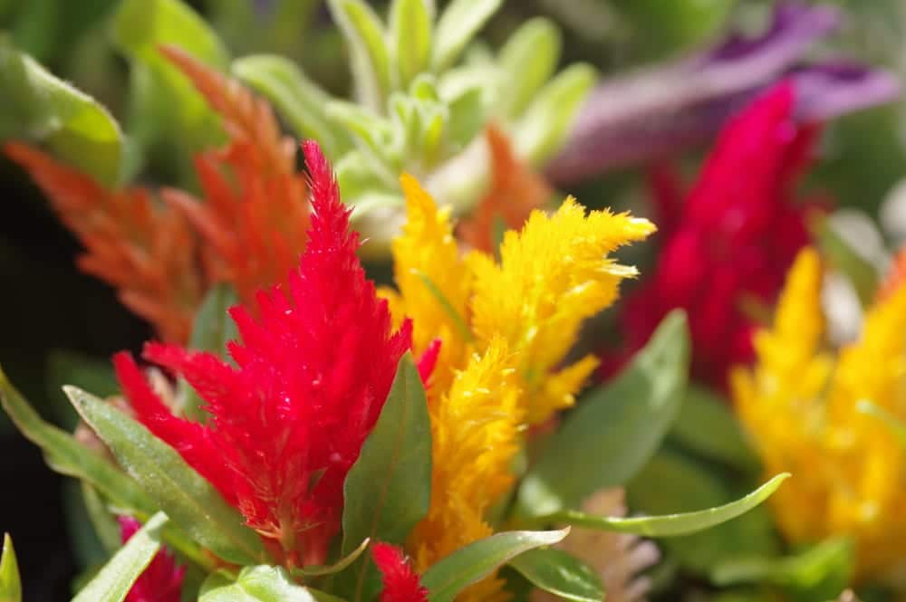 plumed cockscomb, celosia in red and yellow