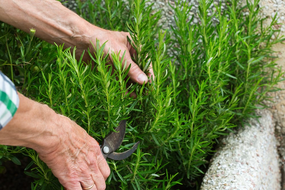 How To Grow Rosemary - UK Care & Growing | UpGardener™