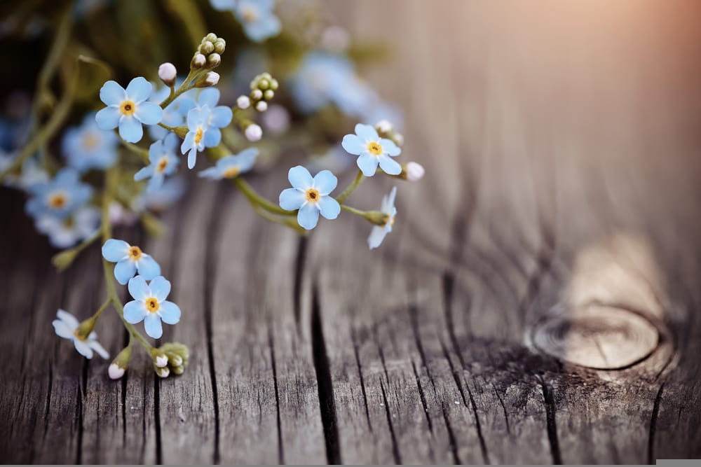 blue forget-me-nots on a timber background
