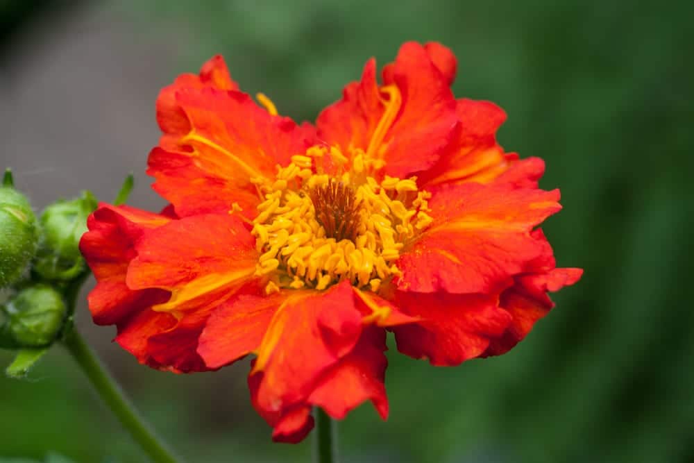 Dark orange Geum coccineum close up