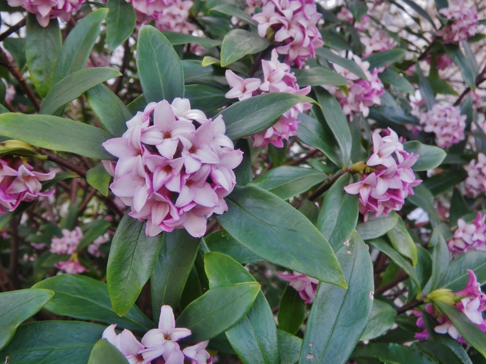 Pink Daphne odora flowers with green foliage