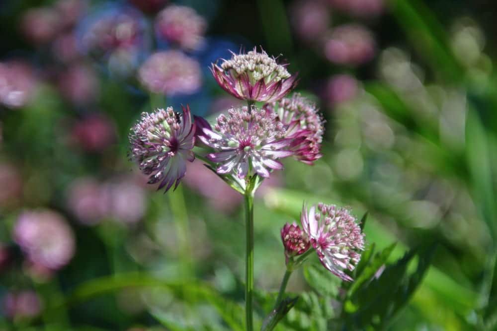 White and purple pin-cushion heads of great masterwort; Astrantia major