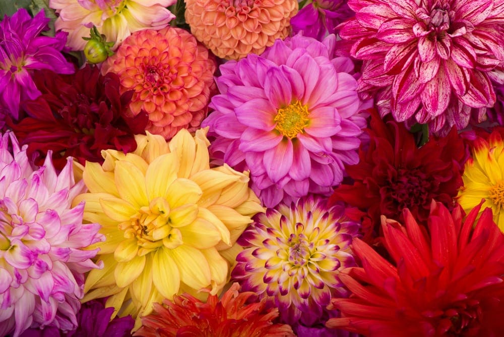 multicolour dahlia flowers