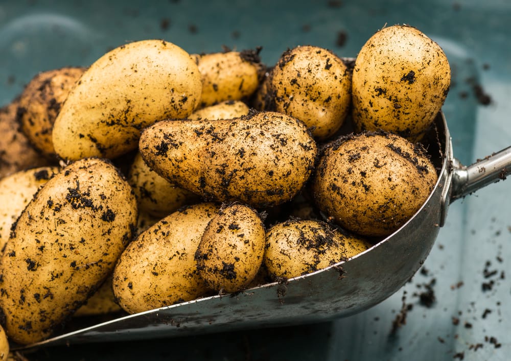 freshly dug charlotte potatoes in a steel shovel