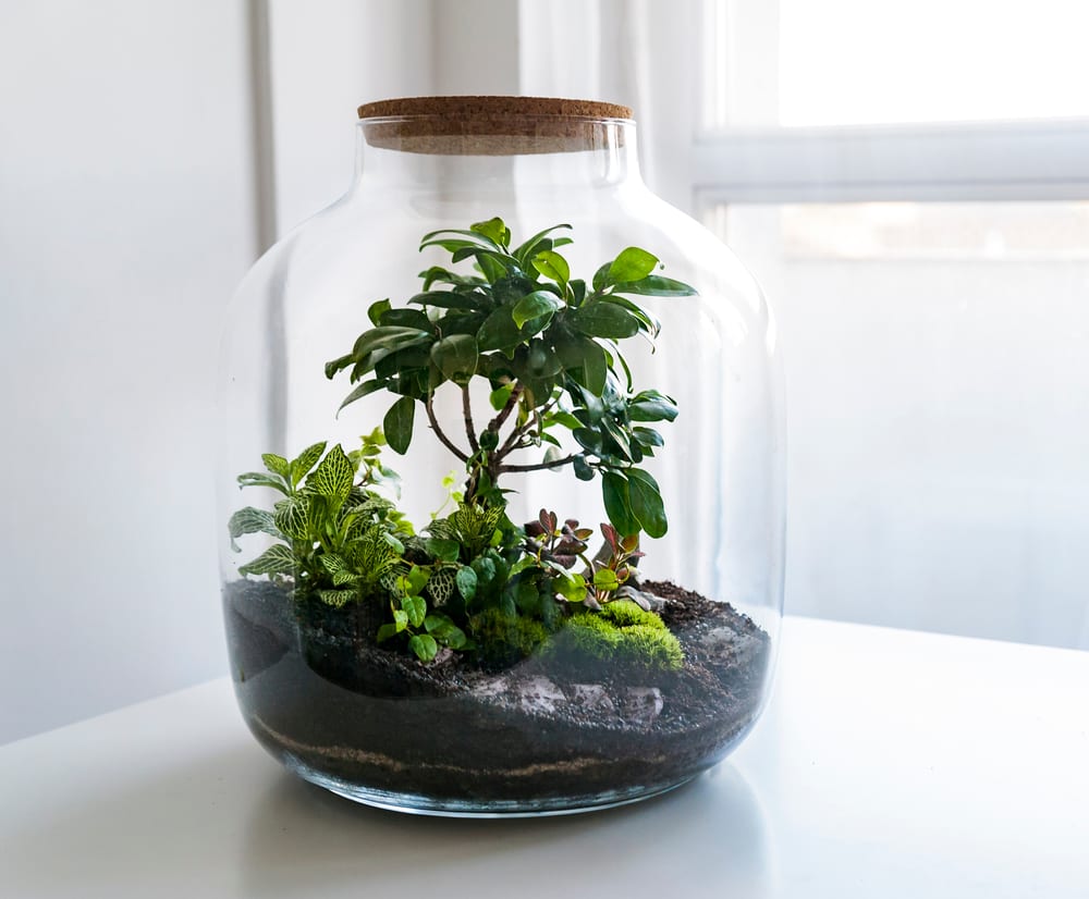 a terrarium jar with its own ecosystem