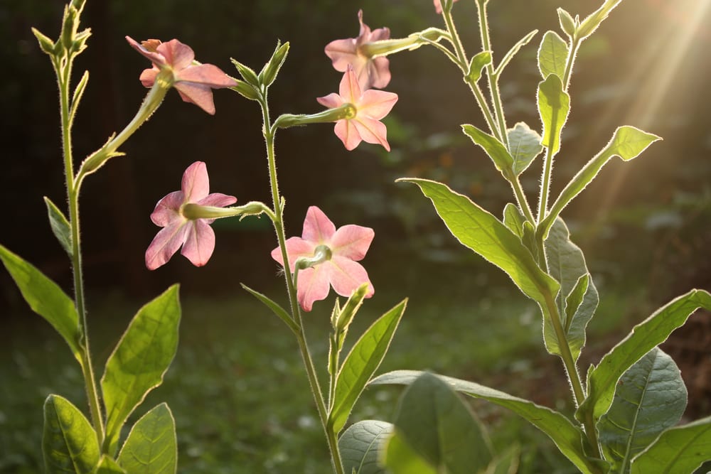 tobacco plant flowers with plants in background