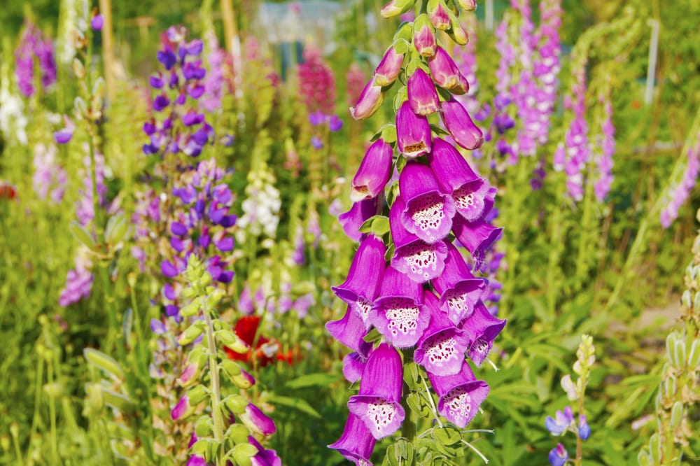 towering wild purple Foxgloves in a field