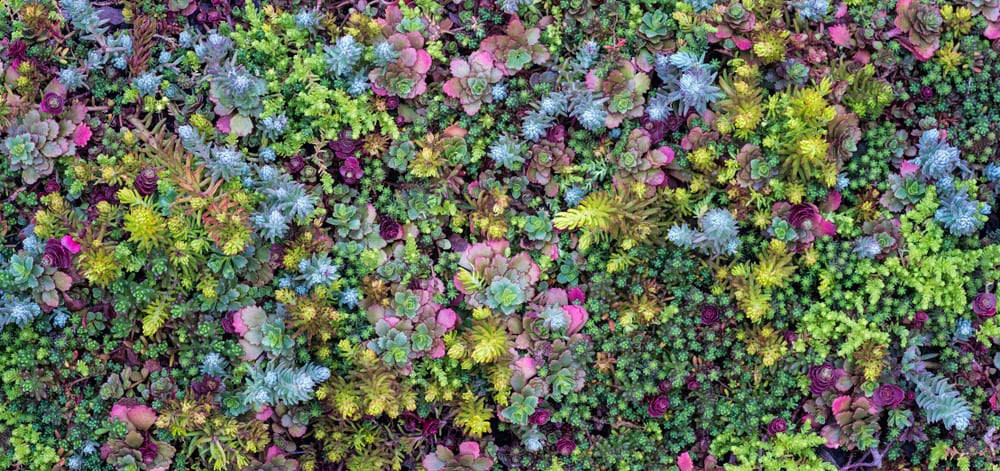 Bright colour variety of sedum plants