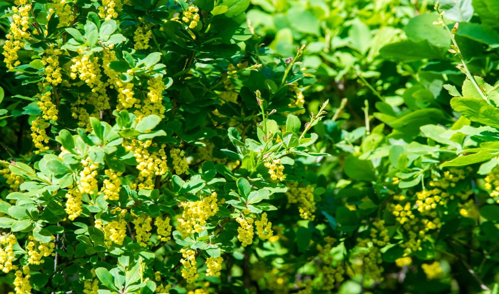 barberry with green foliage and yellow berries
