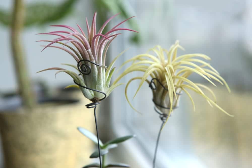 Tillandsia ionantha close up