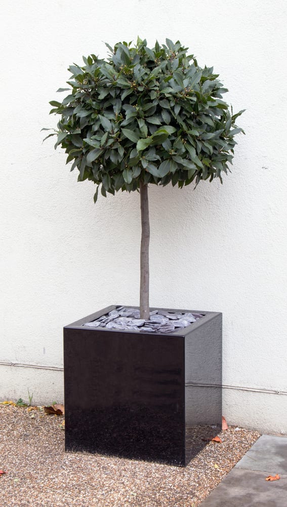 a bay tree in a black cube pot