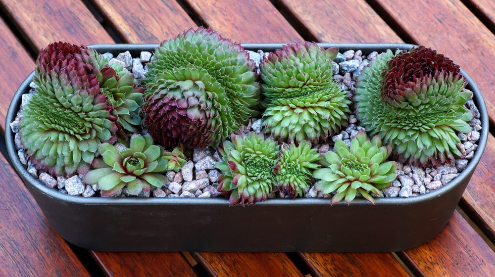 sempervivum in an indoor pot with gravel
