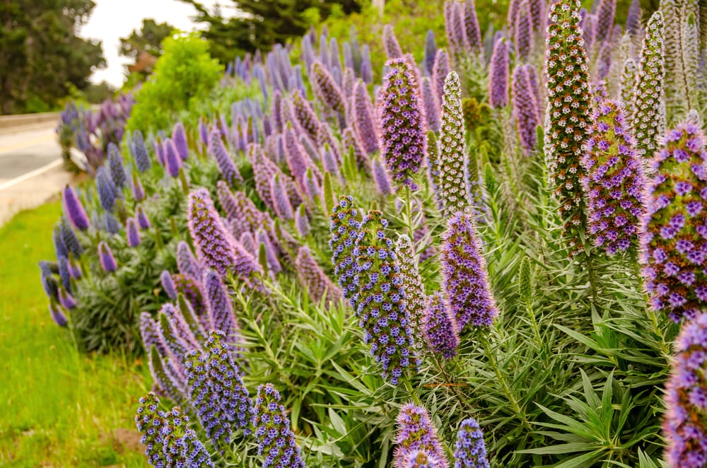 Echium Plant Care & Growing Tips In The UK | UpGardener™