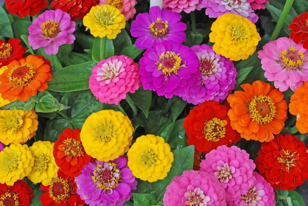 Yellow, pink, purple, red and orange zinnia flowers
