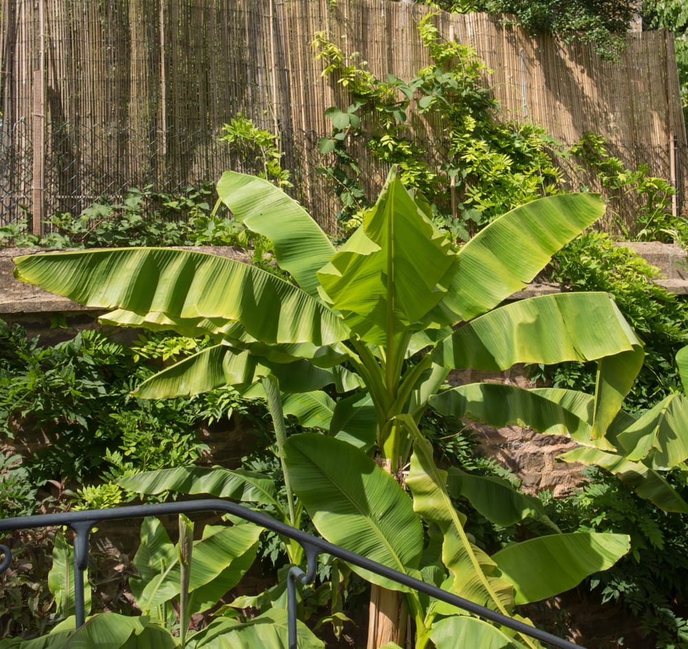 Japanese Banana (Musa basjoo) growing in a garden with bamboo screening in background