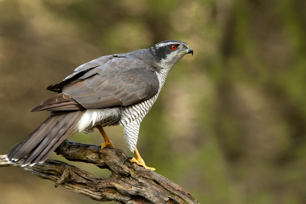 Male Northern goshawk