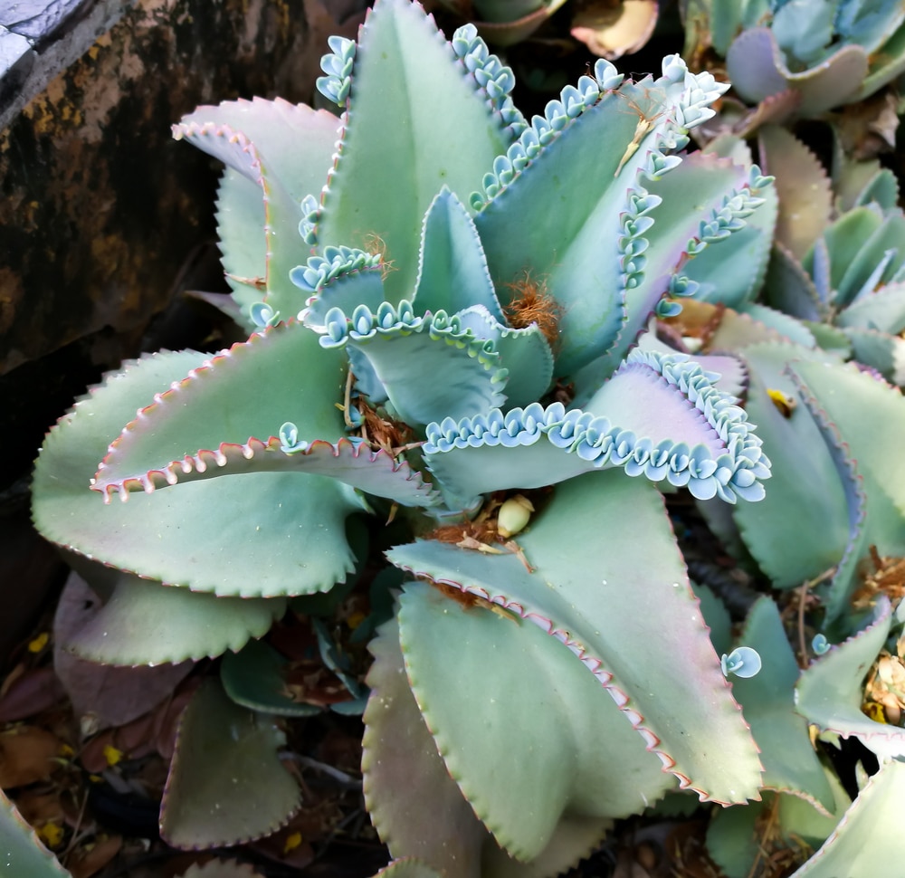 Light blue Kalanchoe pinnata with its tiny plantlets