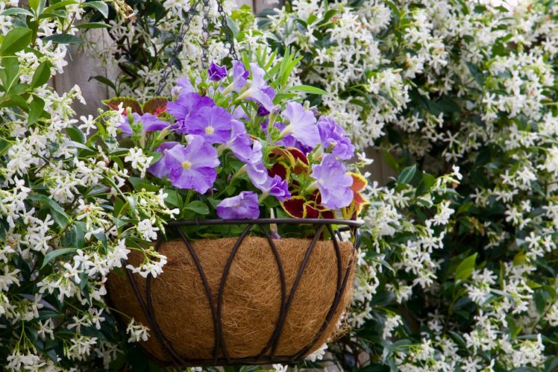 How To Grow Star Jasmine Plant Care Tips UpGardener™