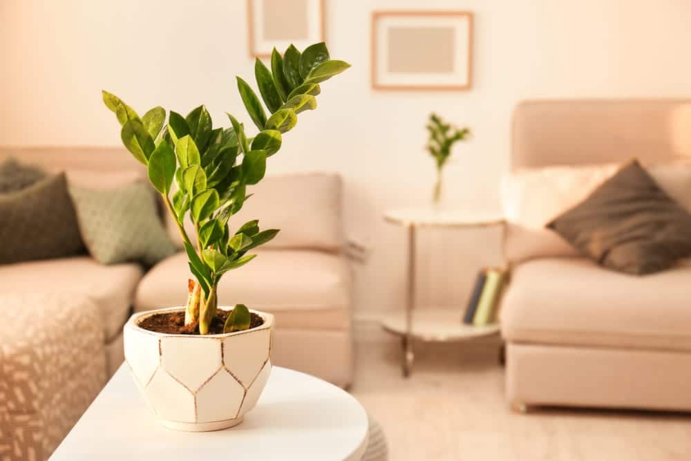 ZZ plant with green leaves in beautiful home interior