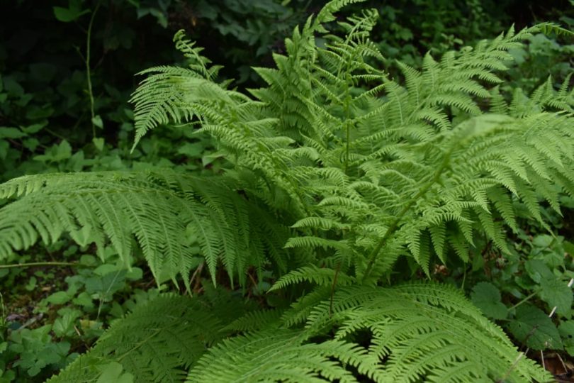 20 Best Types Of Fern To Grow In The UK | UpGardener™