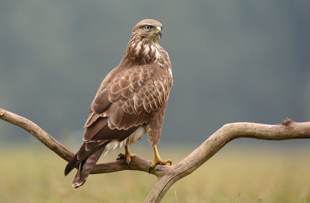 12-different-british-birds-of-prey-common-rare-upgardener