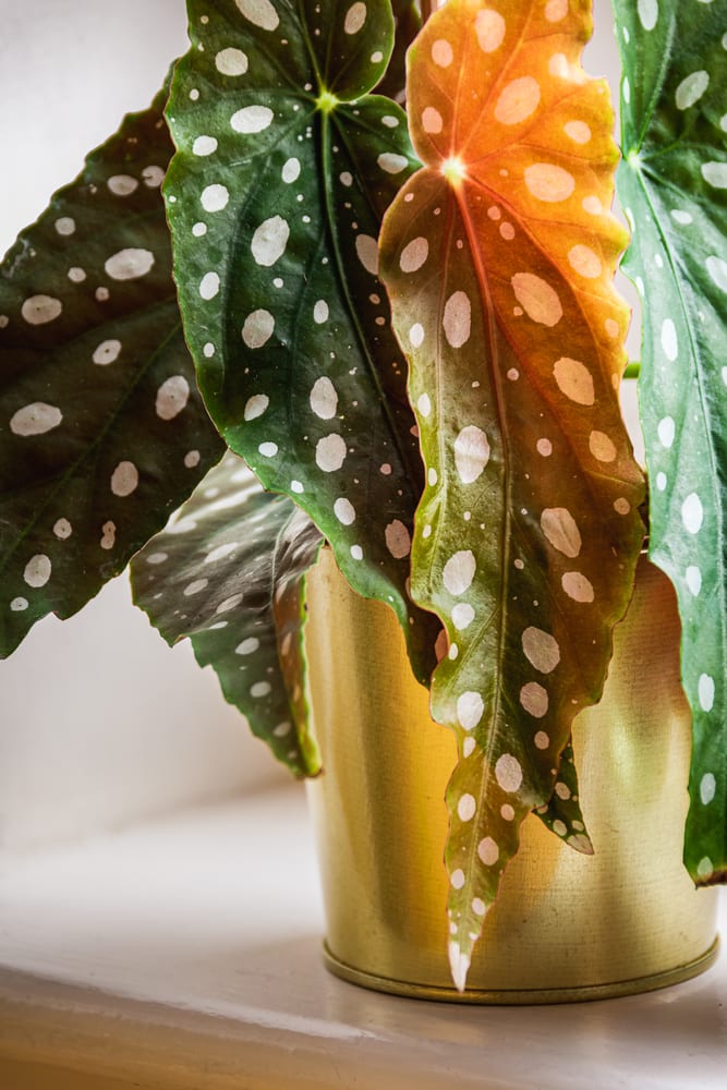 polka-dot patterned leaves of polka-dot begonia in gold plant pot