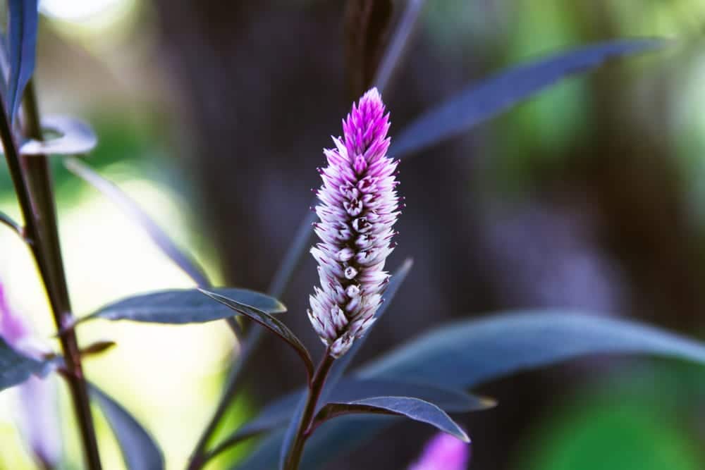 cockscomb flamingo feather with a hint of purple and dark green leaves