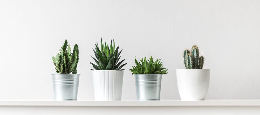 Collection of various cactus and succulent plants