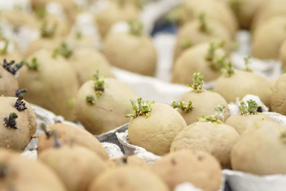 multiple potatoes chitting in egg cartons