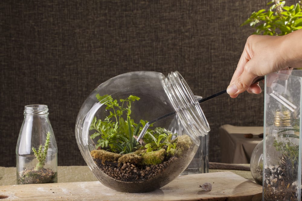 lady using tweezers on home terrarium