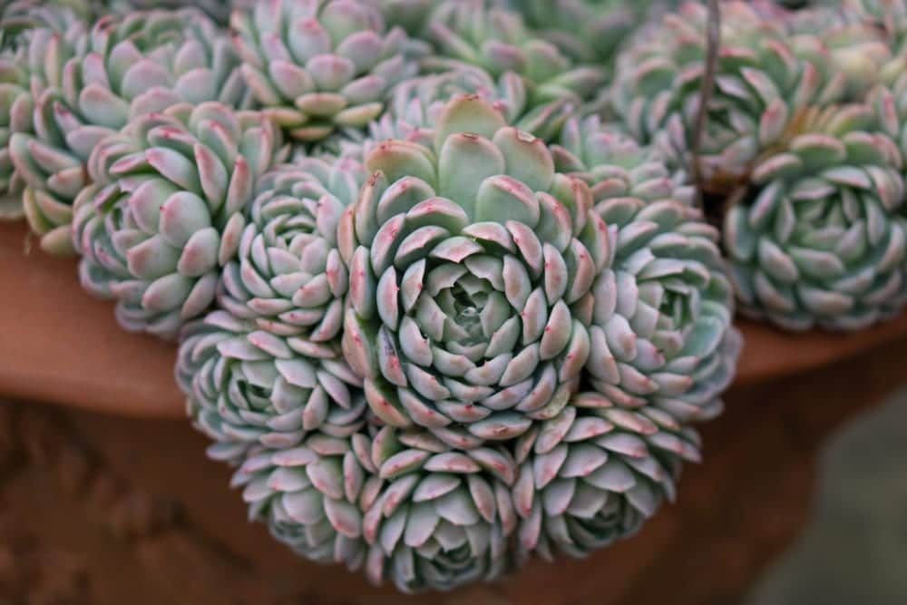 Close up of echeveria elegans growing in a terracotta pot