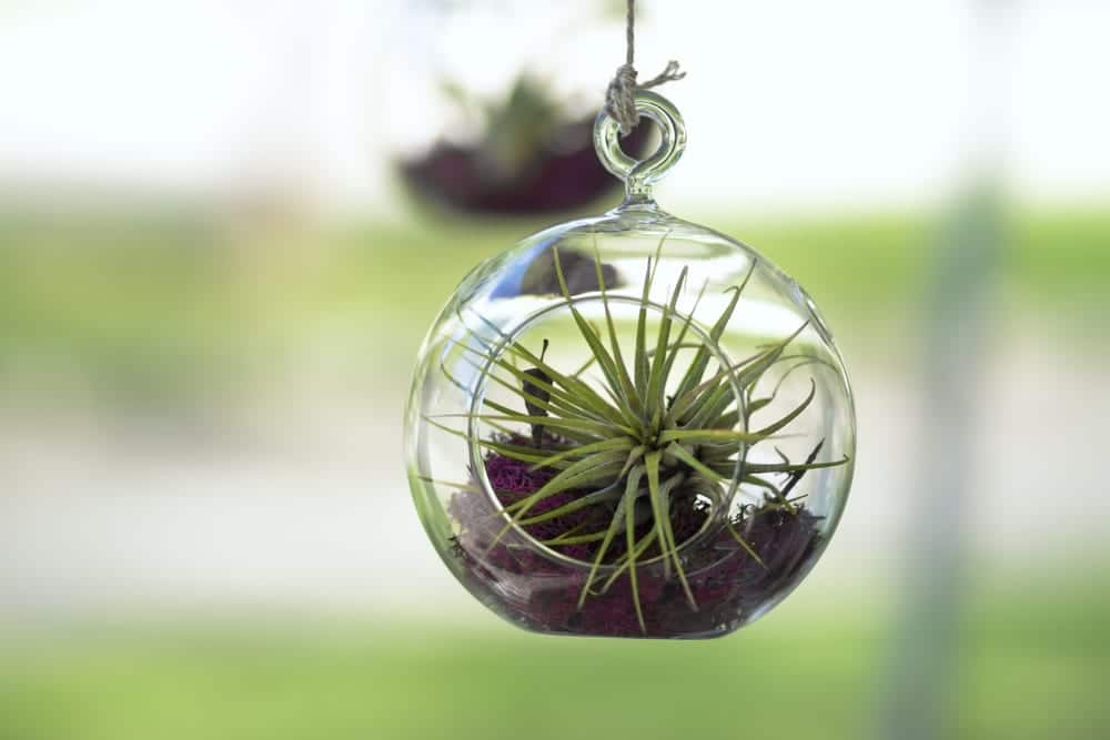 Tillandsia air plant inside a hanging glass bubble