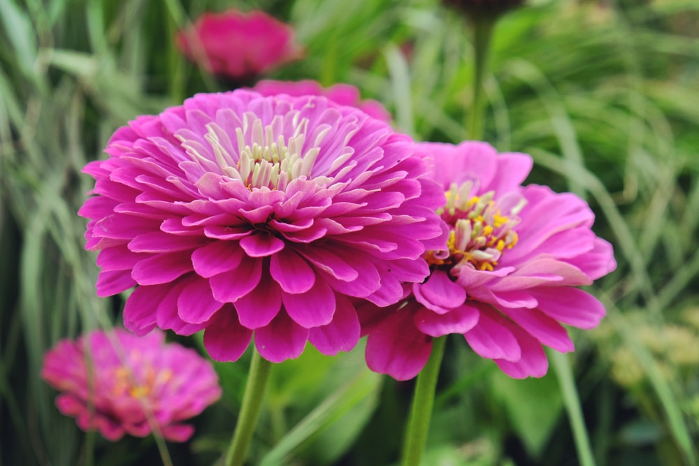 How To Grow Zinnias Care Growing Tips Horticulture Co Uk