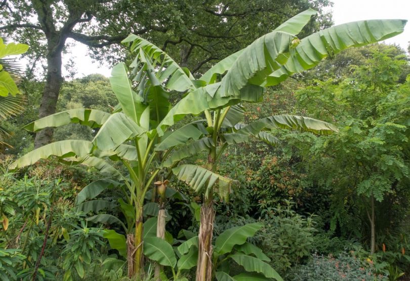 How To Grow Banana Plants UK Care Tips UpGardener how-to-grow-banana-plants-uk-care-tips-upgardener
