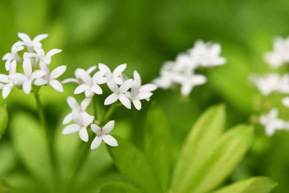 Woodruff (galium odoratum) with white blossoms and green leaves