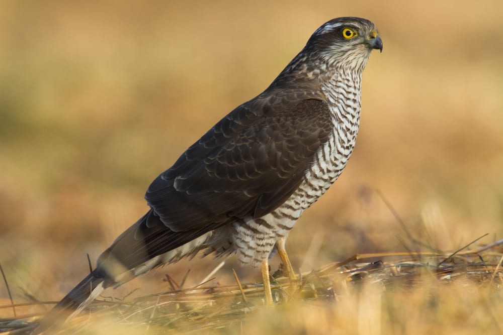 Sparrowhawk sat on straw