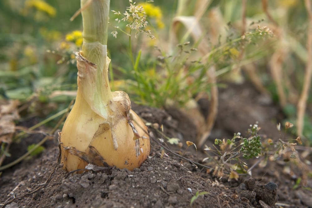 an onion sat in soil