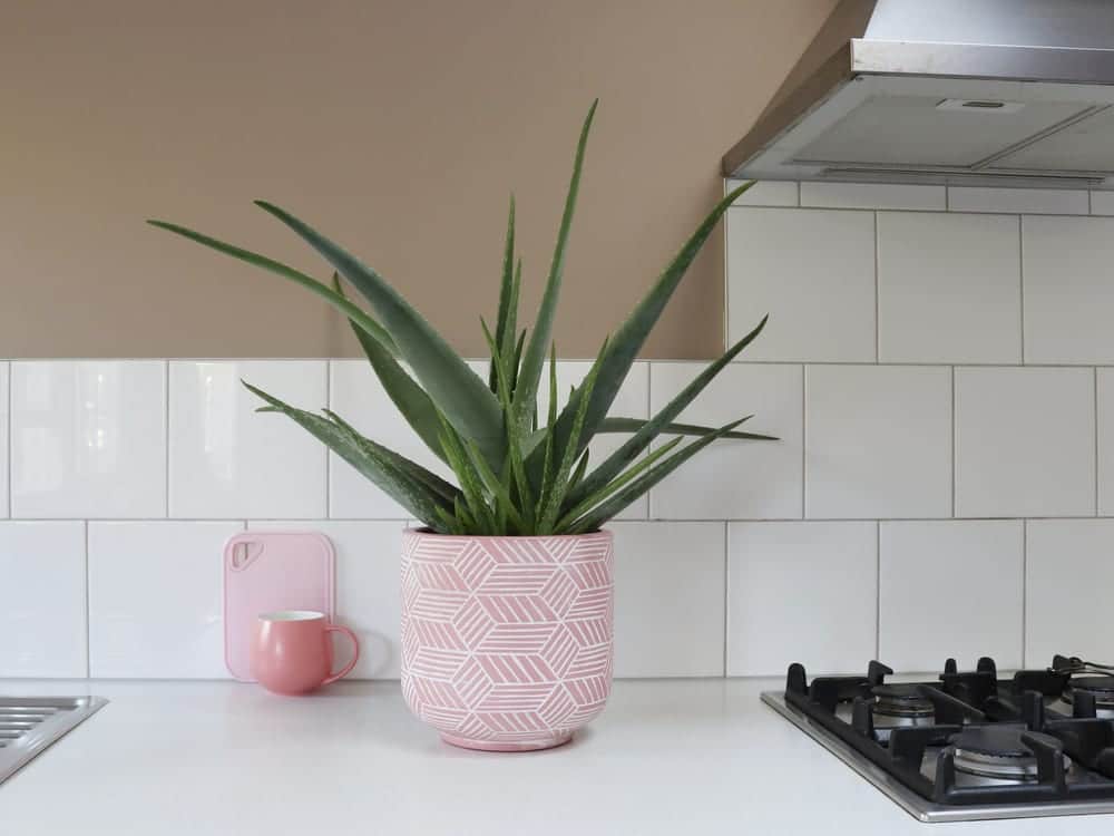 Aloe vera plant in a pink plant pot on kitchen worktop